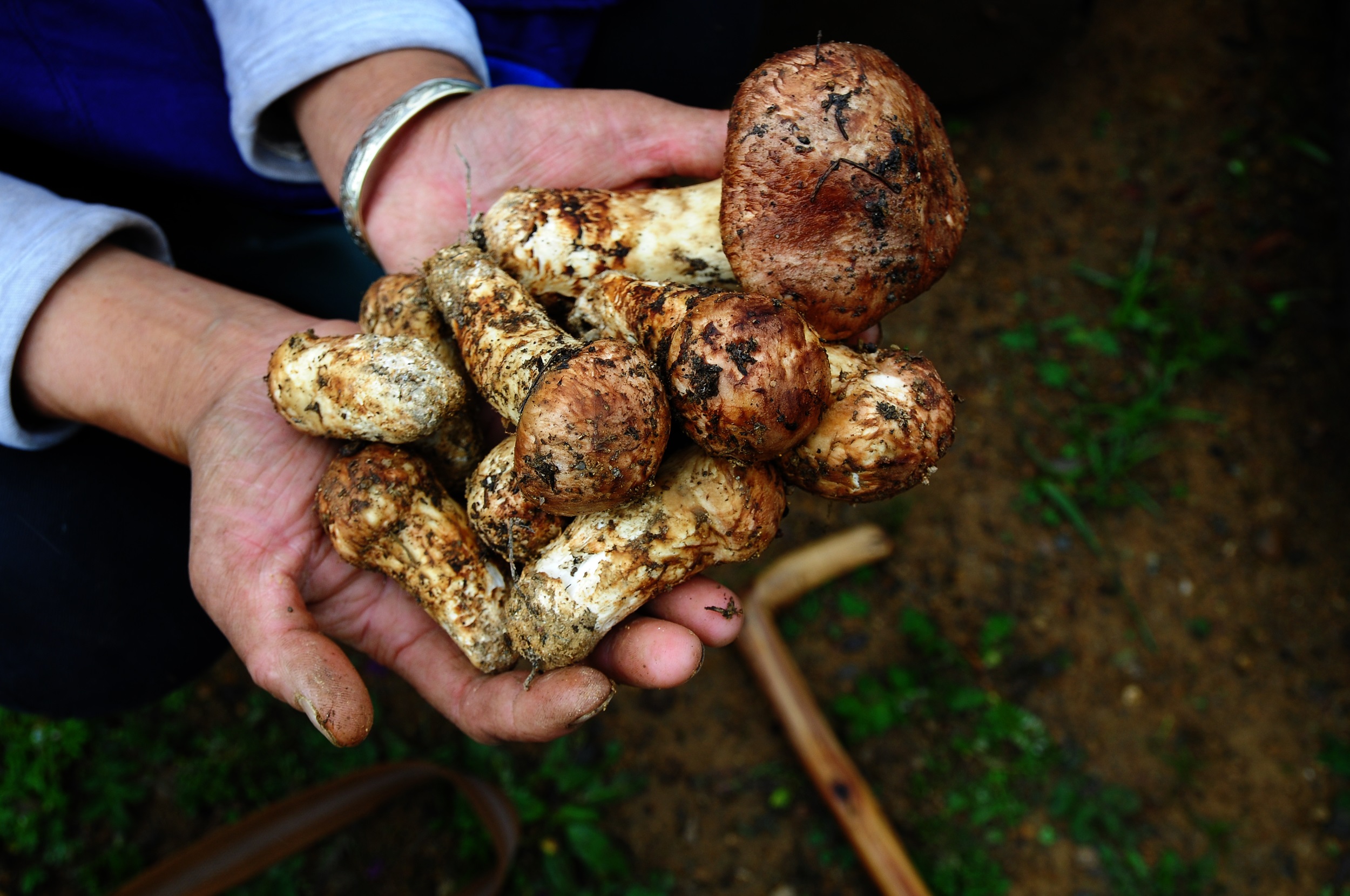 fresh mushroom picking 1.jpg
